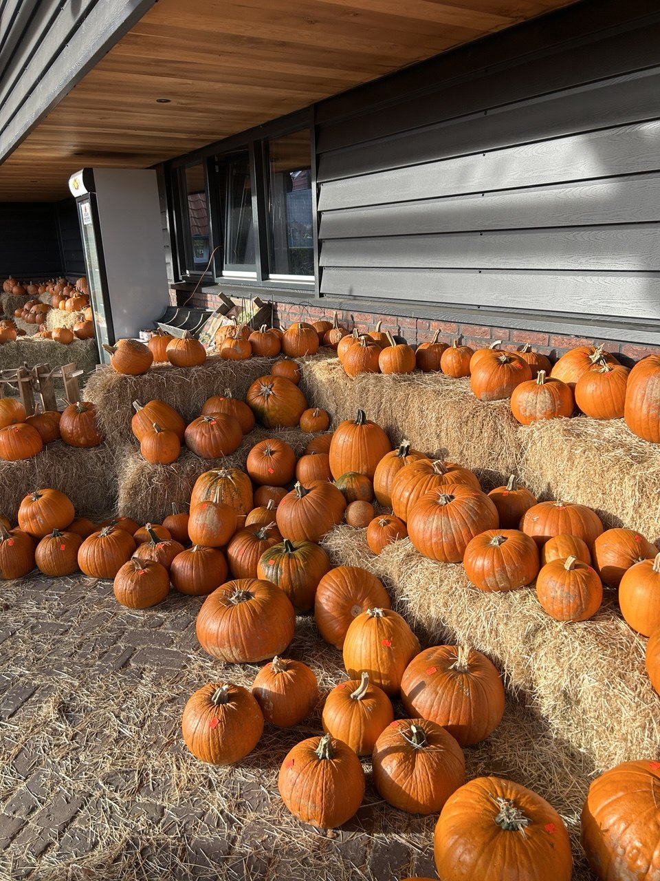 pumpkin farm orange pumpkins