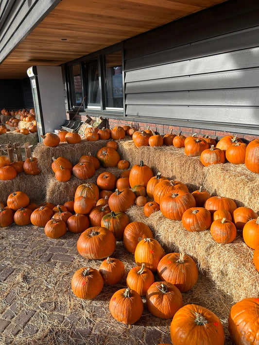 pumpkin farm orange pumpkins
